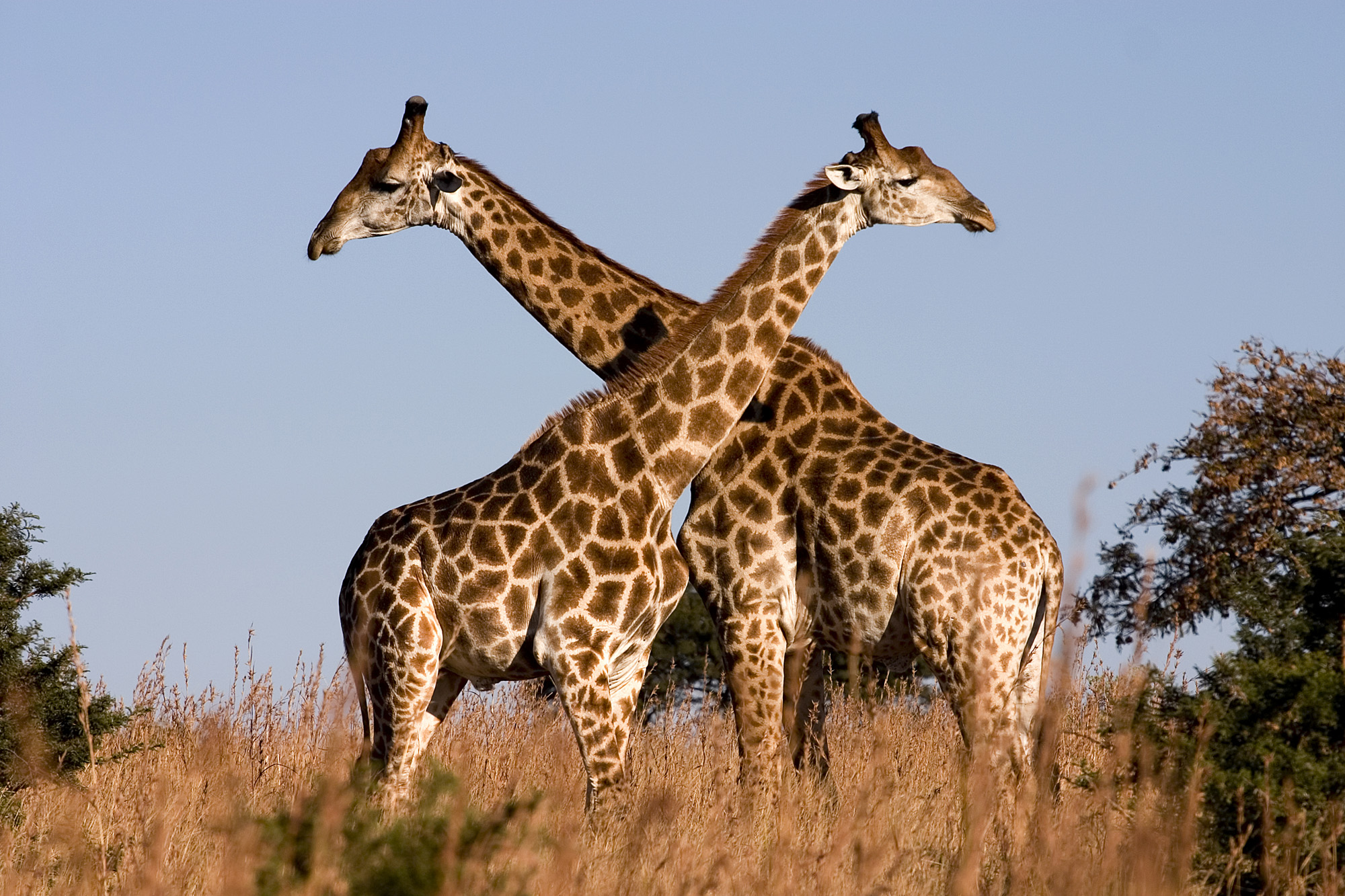 Giraffe_Ithala_KZN_South_Africa_Luca_Galuzzi_2004.JPG