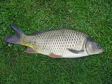 220px-Cyprinus_carpio.jpeg