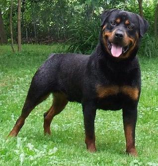 ROTTWEILER02.jpg