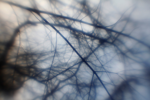 BB_SurrealTreeBranches_04.jpg