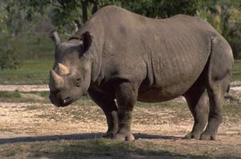 rinoceronte.jpg