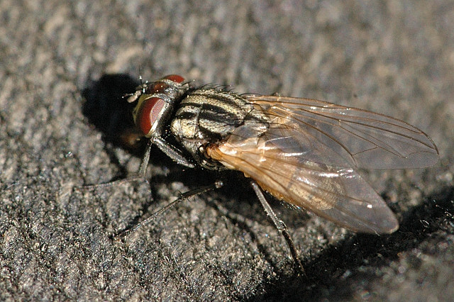 Musca.domestica.female.jpg