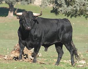 toro-bravo1.jpg