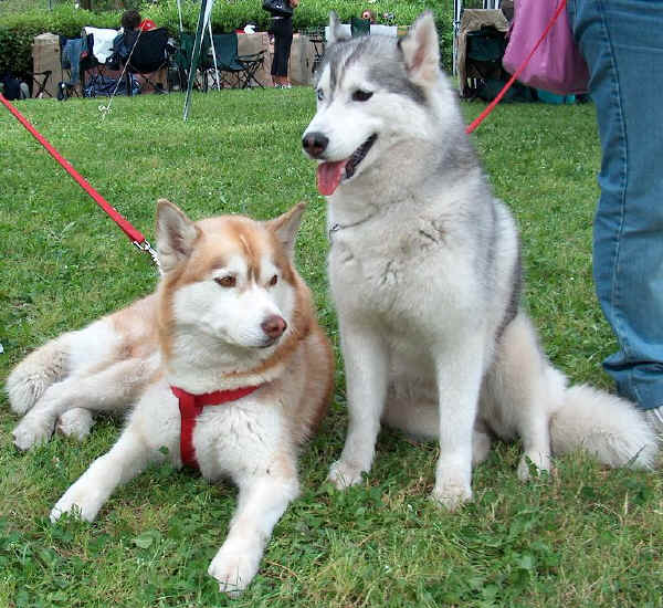 siberianhusky2.JPG