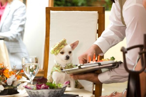 beverly_hills_chihuahua_2.jpg