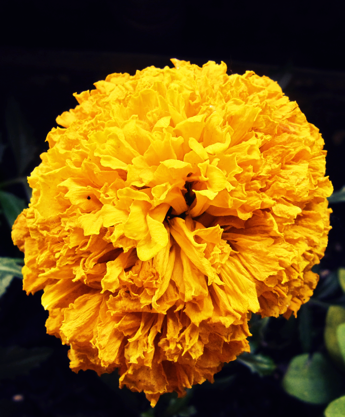 orange_flower_by_daariophotographer-d3hodya.png