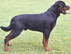 230px-Rottweiler.jpg