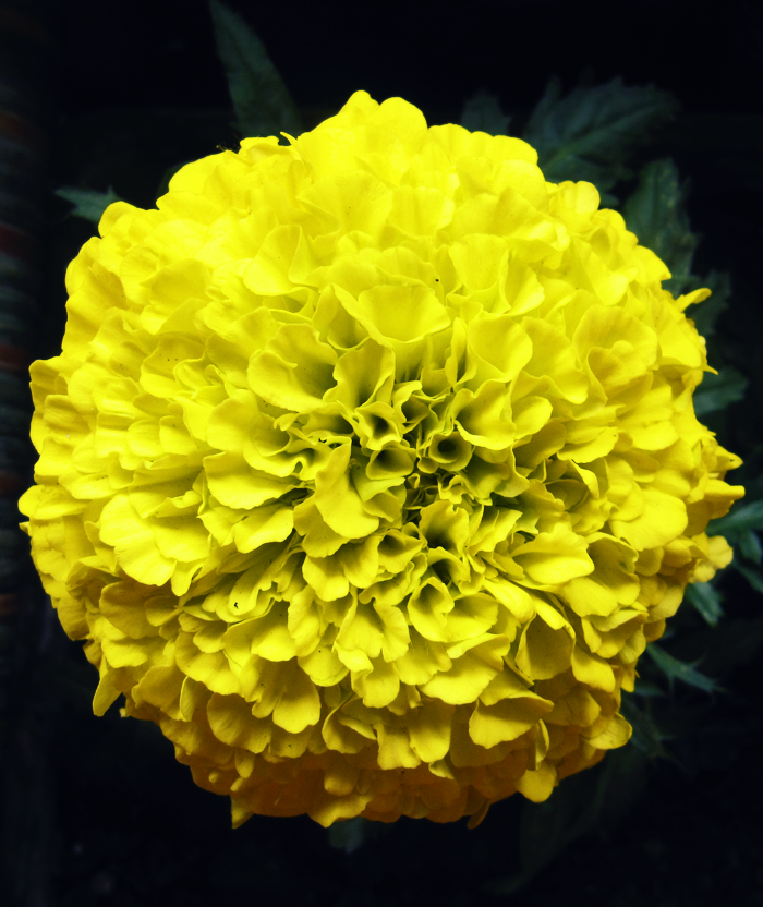 yellow_flower_by_daariophotographer-d3hodum.png