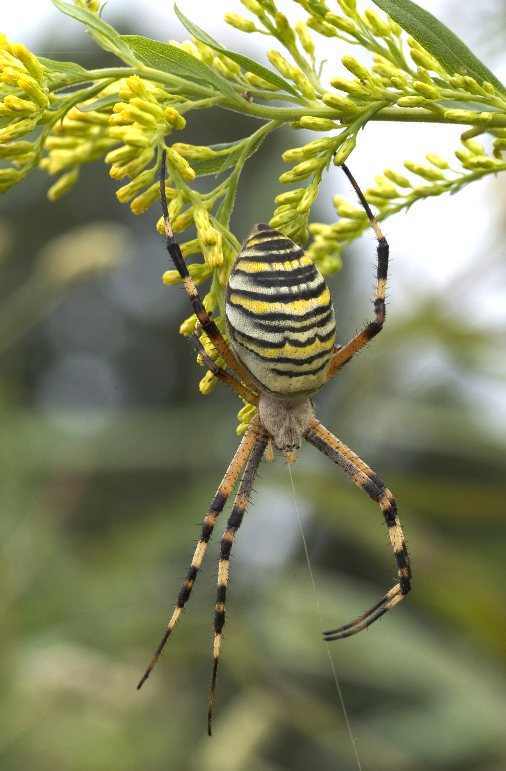 Argiope_bruennichi_08Oct10.jpg