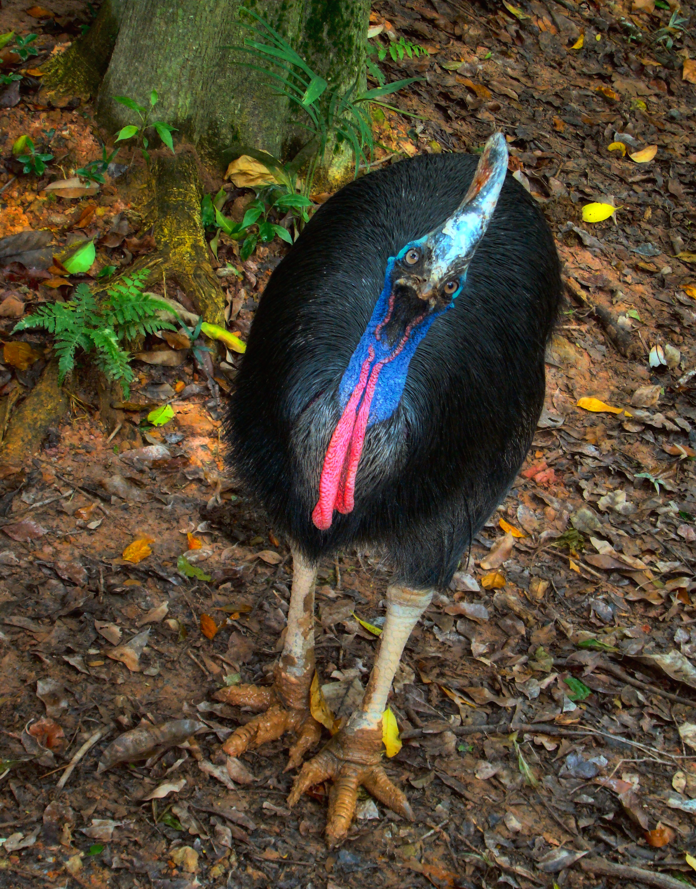 Jurong_Southern_Cassowary.jpg