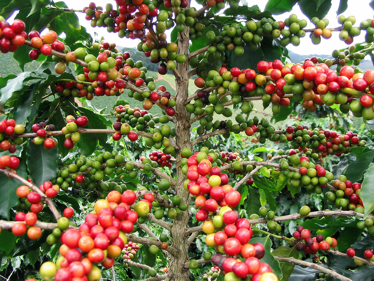 1280px-FruitColors.jpg