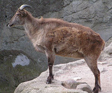 220px-Himalaja-Tahr.JPG