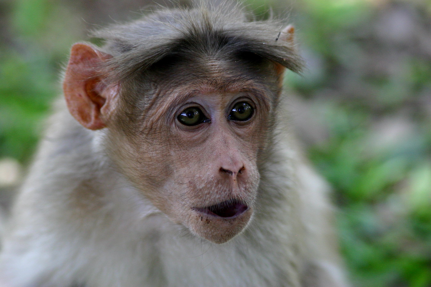 langur.jpg