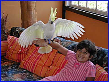 200572517038_CACATUA2.jpg