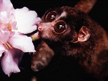 red_slender_loris_1.jpg