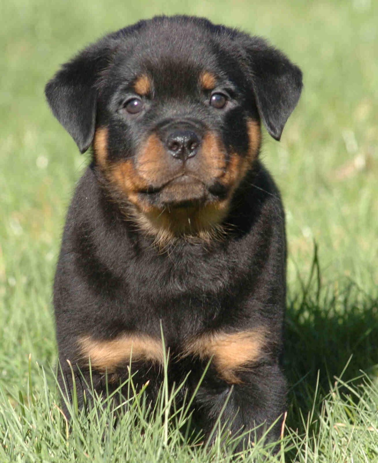 Rottweiler_Puppy_Image.JPG