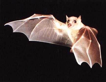 pipistrelli_05.jpg