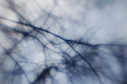 BB_SurrealTreeBranches_05.jpg