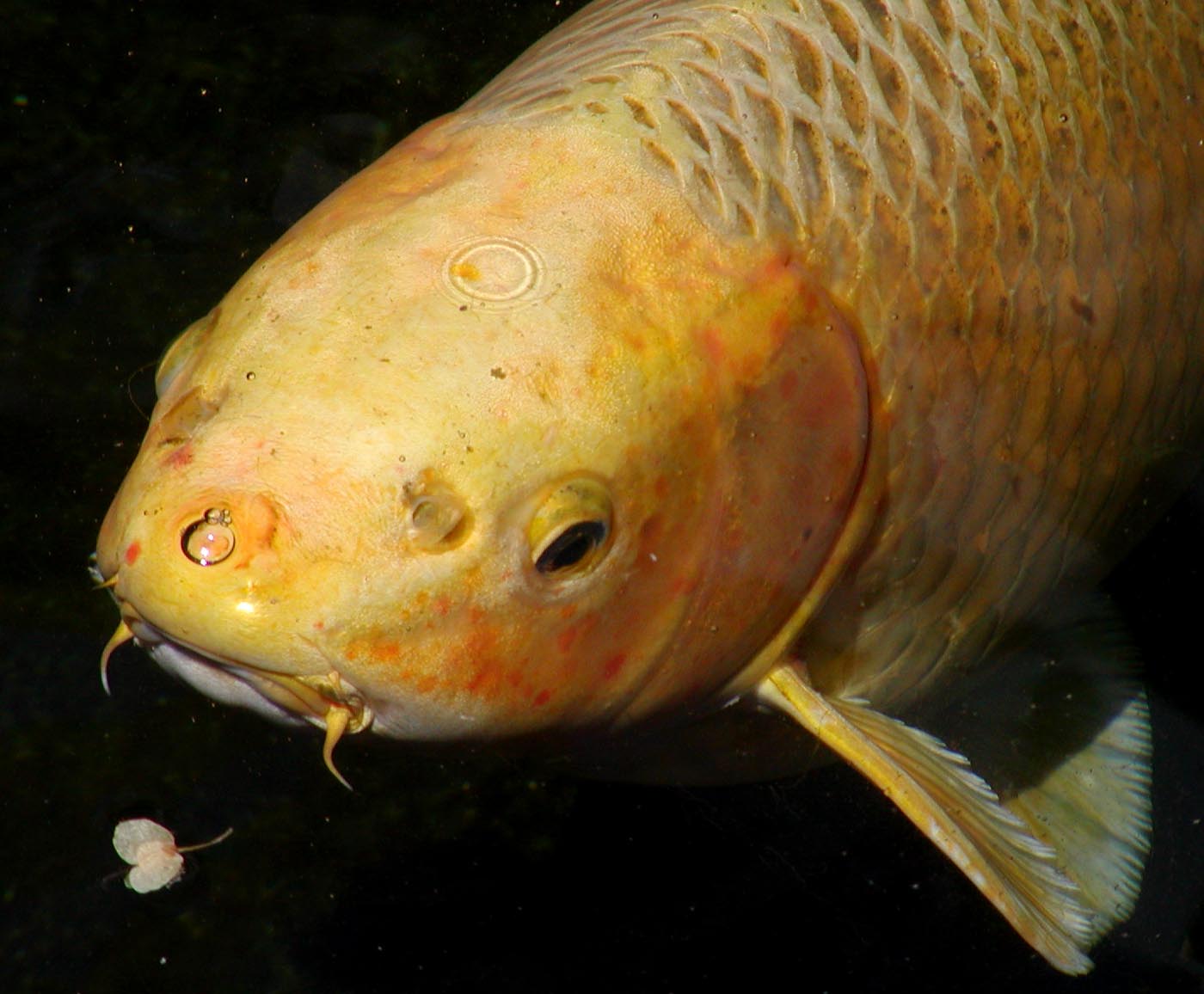 Koi_head_closeup.jpg