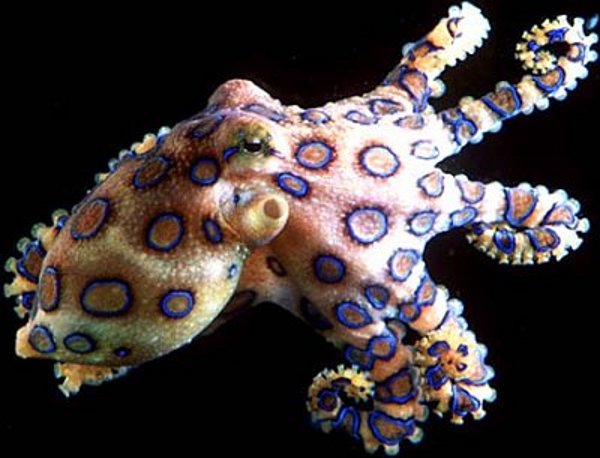 polpo-anelli-blu-ringed-octopus-04.jpg