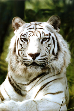 tigre_siberiana.jpg