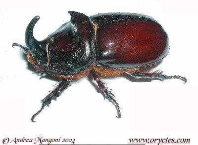 scarabeo%20rinoceronte.jpg