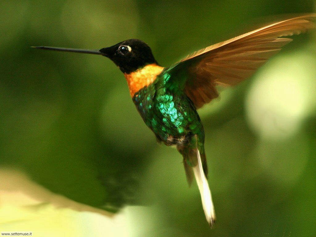 colibri_007.jpg