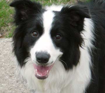 border-collie.jpg