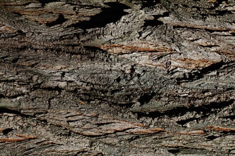 BB_TreeBark_05.jpg